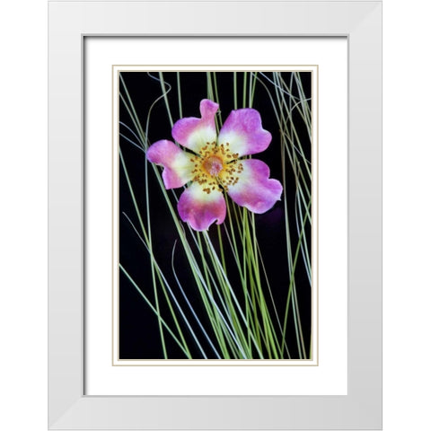 Oregon Close-up of anemone flower with grasses White Modern Wood Framed Art Print with Double Matting by Carter, Jean