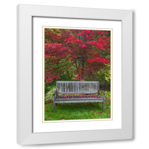 OR Garden bench and Japanese maple tree White Modern Wood Framed Art Print with Double Matting by Carter, Jean