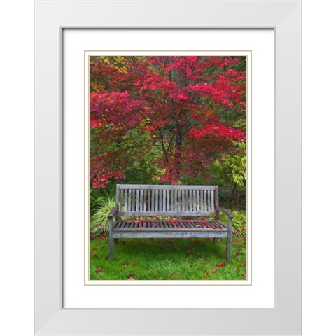 OR Garden bench and Japanese maple tree White Modern Wood Framed Art Print with Double Matting by Carter, Jean