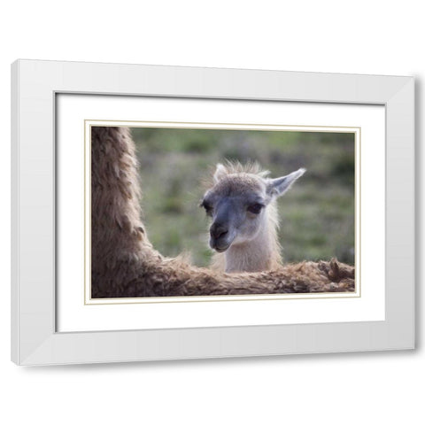 Oregon Captive baby llama and back of mother White Modern Wood Framed Art Print with Double Matting by Carter, Jean
