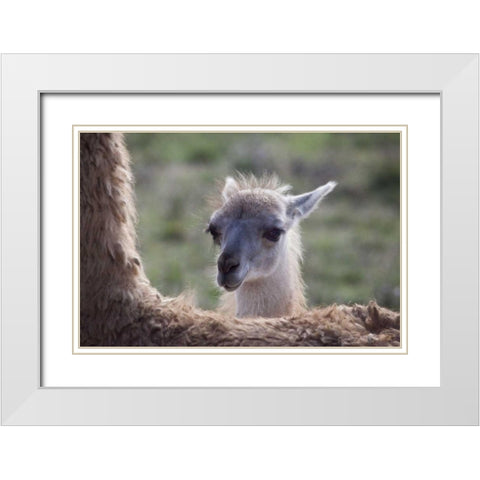 Oregon Captive baby llama and back of mother White Modern Wood Framed Art Print with Double Matting by Carter, Jean