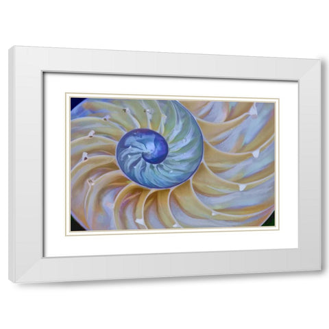 Oregon Chambered nautilus cut in half White Modern Wood Framed Art Print with Double Matting by Carter, Jean