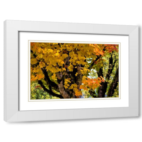 OR, Scottsburg Maple tree in Scottsburg Co Park White Modern Wood Framed Art Print with Double Matting by Carter, Jean