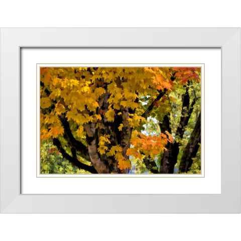 OR, Scottsburg Maple tree in Scottsburg Co Park White Modern Wood Framed Art Print with Double Matting by Carter, Jean