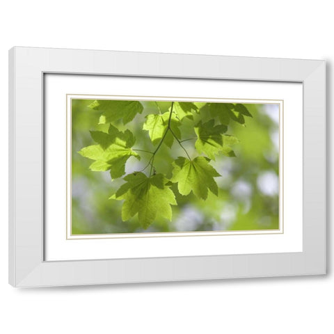OR, Silverton Vine maple in Silver Falls SP White Modern Wood Framed Art Print with Double Matting by Paulson, Don