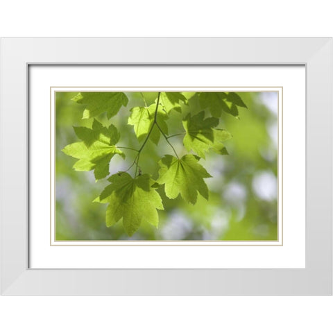 OR, Silverton Vine maple in Silver Falls SP White Modern Wood Framed Art Print with Double Matting by Paulson, Don