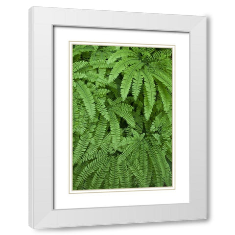 OR Maidenhair ferns in Silver Falls SP White Modern Wood Framed Art Print with Double Matting by Paulson, Don