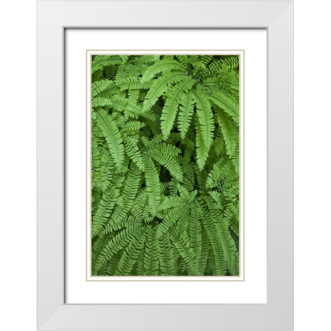 OR Maidenhair ferns in Silver Falls SP White Modern Wood Framed Art Print with Double Matting by Paulson, Don