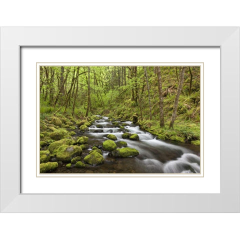 Oregon, Columbia River Gorge Gorton Creek White Modern Wood Framed Art Print with Double Matting by Paulson, Don