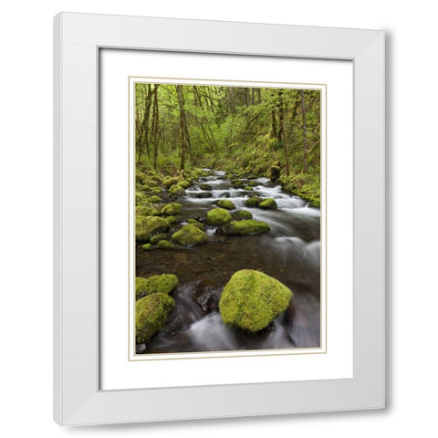 Oregon, Columbia River Gorge Gorton Creek White Modern Wood Framed Art Print with Double Matting by Paulson, Don