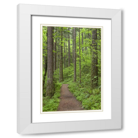 Oregon, Columbia River Gorge Elowah Falls Trail White Modern Wood Framed Art Print with Double Matting by Paulson, Don