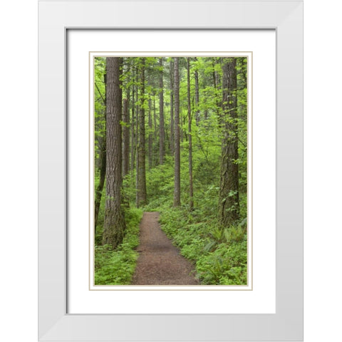 Oregon, Columbia River Gorge Elowah Falls Trail White Modern Wood Framed Art Print with Double Matting by Paulson, Don