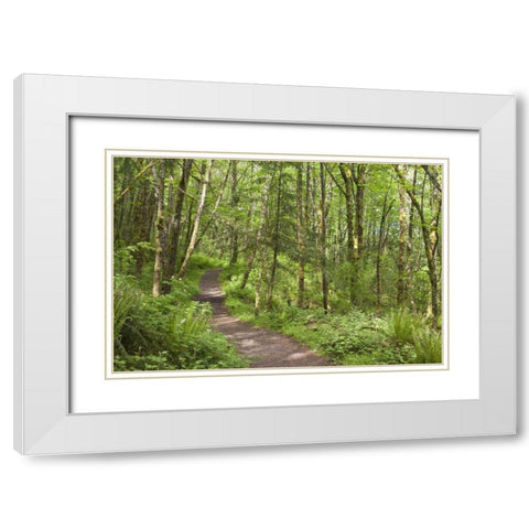Oregon, Columbia River Gorge Elowah Falls Trail White Modern Wood Framed Art Print with Double Matting by Paulson, Don