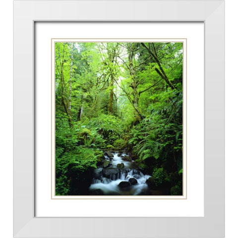 USA, Oregon, A stream in an old-growth forest White Modern Wood Framed Art Print with Double Matting by Talbot Frank, Christopher