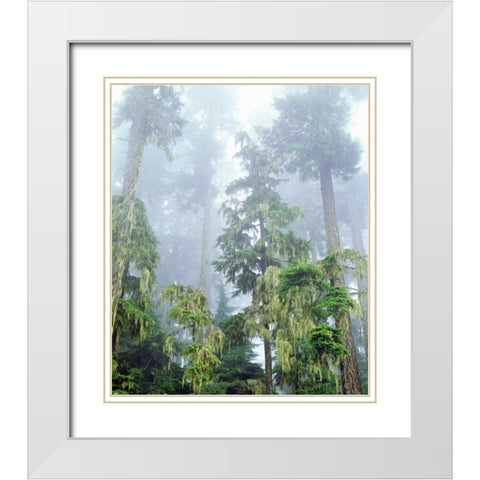 OR, Old-growth Douglas Fir tree in the rainforest White Modern Wood Framed Art Print with Double Matting by Talbot Frank, Christopher