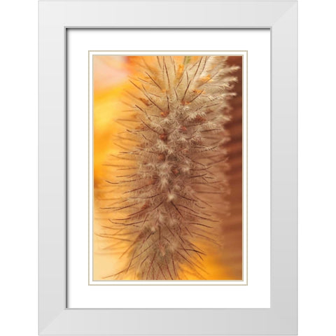 Oregon, Portland Rabbits-foot clover seed White Modern Wood Framed Art Print with Double Matting by Terrill, Steve