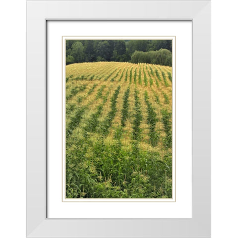 USA, Oregon Rows of corn on Sauvie Island White Modern Wood Framed Art Print with Double Matting by Terrill, Steve