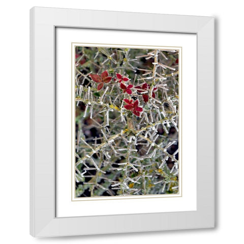 Oregon Close-up of frosted cotoneaster plant White Modern Wood Framed Art Print with Double Matting by Terrill, Steve