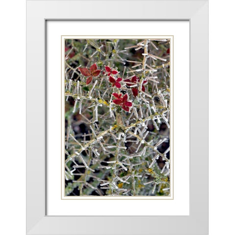 Oregon Close-up of frosted cotoneaster plant White Modern Wood Framed Art Print with Double Matting by Terrill, Steve