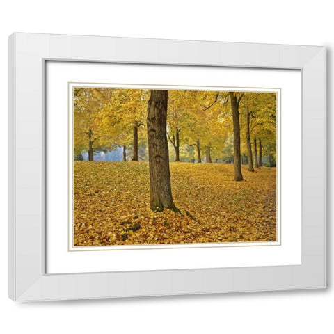 OR, Portland American linden trees in autumn White Modern Wood Framed Art Print with Double Matting by Terrill, Steve