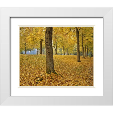 OR, Portland American linden trees in autumn White Modern Wood Framed Art Print with Double Matting by Terrill, Steve