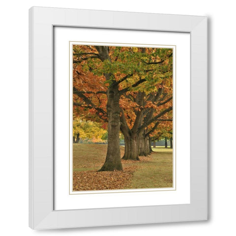 USA, Oregon, Portland Red oaks at Fernhill Park White Modern Wood Framed Art Print with Double Matting by Terrill, Steve