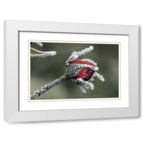 USA, Oregon Roses draped with frost White Modern Wood Framed Art Print with Double Matting by Terrill, Steve