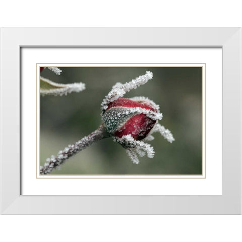 USA, Oregon Roses draped with frost White Modern Wood Framed Art Print with Double Matting by Terrill, Steve
