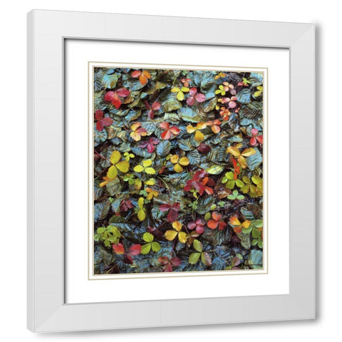 OR, Mt Hood NF Wild strawberry and alder leaves White Modern Wood Framed Art Print with Double Matting by Terrill, Steve
