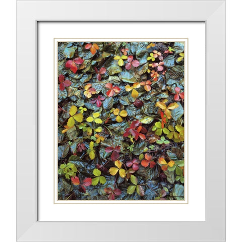 OR, Mt Hood NF Wild strawberry and alder leaves White Modern Wood Framed Art Print with Double Matting by Terrill, Steve