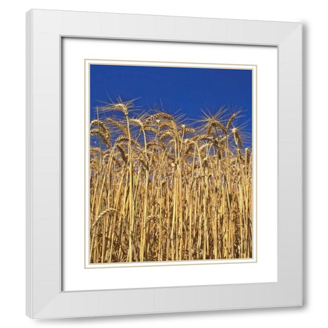 Oregon, Yamhill County Tall wheat stalks White Modern Wood Framed Art Print with Double Matting by Terrill, Steve