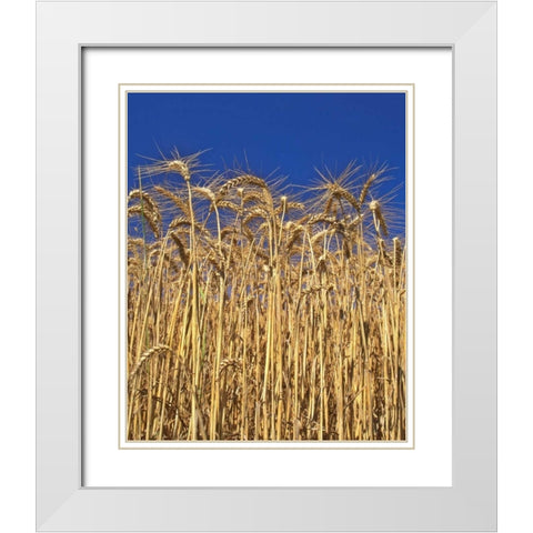 Oregon, Yamhill County Tall wheat stalks White Modern Wood Framed Art Print with Double Matting by Terrill, Steve
