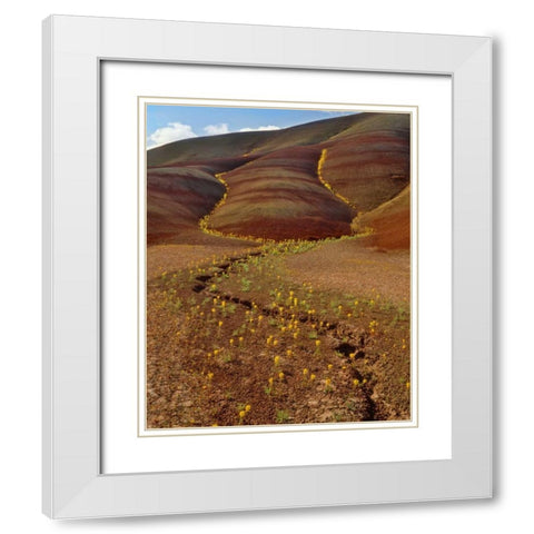 OR, Painted Hills, Yellow bee plants White Modern Wood Framed Art Print with Double Matting by Terrill, Steve
