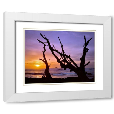 Oregon, Cape Meares Sunset framed by driftwood White Modern Wood Framed Art Print with Double Matting by Terrill, Steve