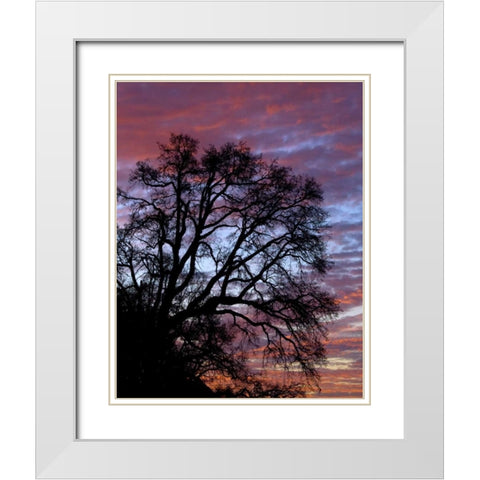 OR, Multnomah Co, Silhouette of oak at sunrise White Modern Wood Framed Art Print with Double Matting by Terrill, Steve