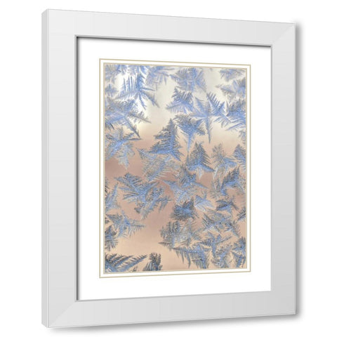 Oregon, Portland Ice crystals on window pane White Modern Wood Framed Art Print with Double Matting by Terrill, Steve