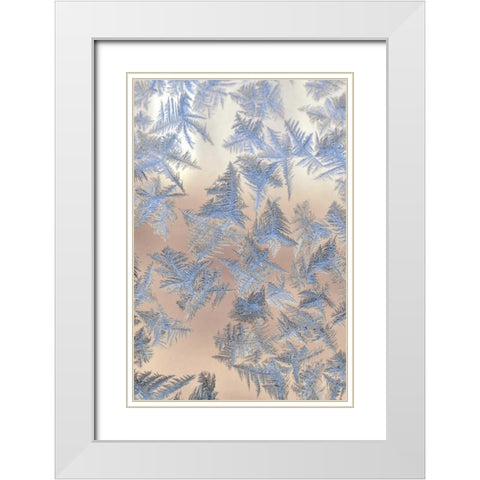 Oregon, Portland Ice crystals on window pane White Modern Wood Framed Art Print with Double Matting by Terrill, Steve