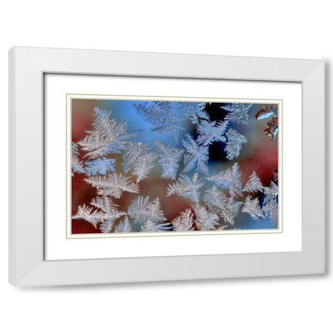 Oregon, Portland Ice crystals on window pane White Modern Wood Framed Art Print with Double Matting by Terrill, Steve