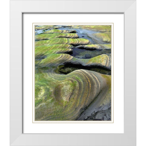 OR, Seal Rock Beach Algae-tinted sandstone White Modern Wood Framed Art Print with Double Matting by Terrill, Steve