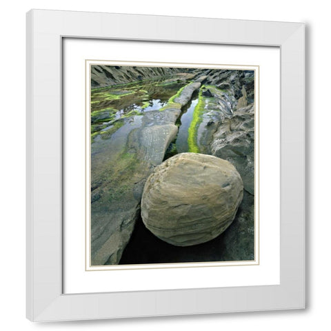 Oregon, Shore Acres SP Smooth sandstone boulder White Modern Wood Framed Art Print with Double Matting by Terrill, Steve