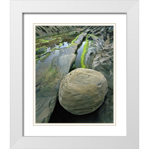Oregon, Shore Acres SP Smooth sandstone boulder White Modern Wood Framed Art Print with Double Matting by Terrill, Steve