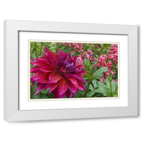 OR, Portland Dahlia and phlox with droplets White Modern Wood Framed Art Print with Double Matting by Bush, Marie