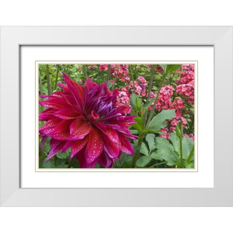 OR, Portland Dahlia and phlox with droplets White Modern Wood Framed Art Print with Double Matting by Bush, Marie