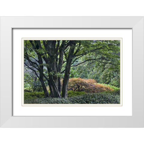 Oregon, Portland, Green lush garden scenic White Modern Wood Framed Art Print with Double Matting by Bush, Marie
