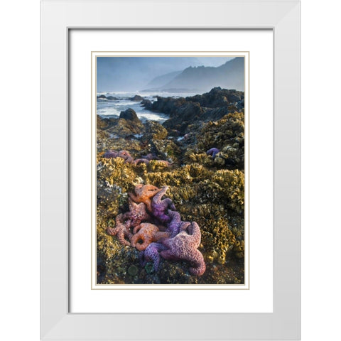 Oregon Starfish and sea stars at low tide White Modern Wood Framed Art Print with Double Matting by Rotenberg, Nancy
