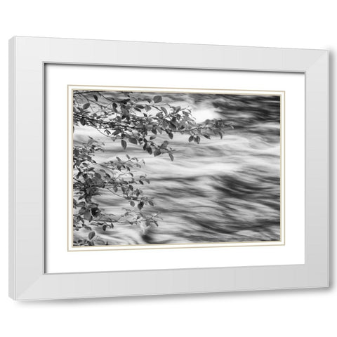 OR, Cascade Range Branches over McKenzie River White Modern Wood Framed Art Print with Double Matting by Flaherty, Dennis