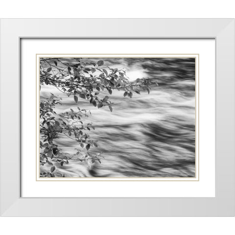 OR, Cascade Range Branches over McKenzie River White Modern Wood Framed Art Print with Double Matting by Flaherty, Dennis