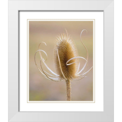 Oregon, Malheur NWR Dried teasel plant White Modern Wood Framed Art Print with Double Matting by Paulson, Don