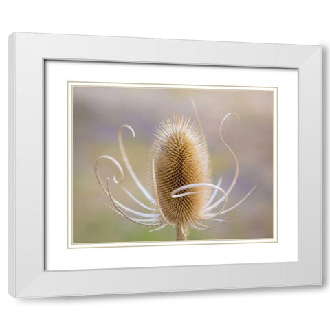 Oregon, Malheur NWR Dried teasel plant White Modern Wood Framed Art Print with Double Matting by Paulson, Don