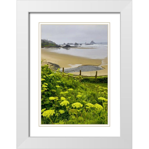 OR, Ecola SP Cow parsnip near Indian Beach White Modern Wood Framed Art Print with Double Matting by Carter, Jean